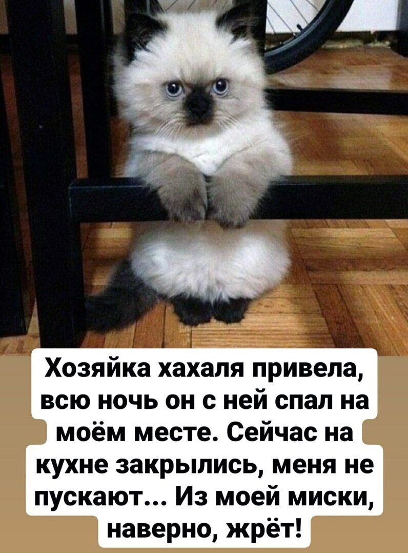 Хозяйка хахапя привела всю ночь он с ней спал на моём месте Сейчас на кухне закрылись меня не пускают Из моей миски наверно жрёт