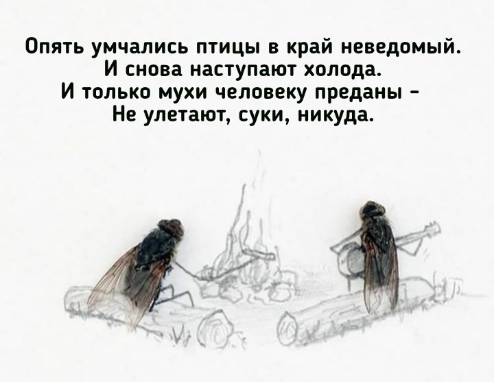 Опять умчались птицы в край неведомый И снова наступают холода И только мухи человеку преданы Не улетают суки никуда