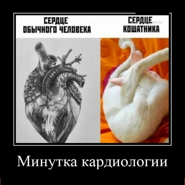 СЕРДЦЕ СЕРДЦЕ ПЕЫЧНПГП ЧЕЛПВЕКП КПШПТНИКП Минутка кардиологии