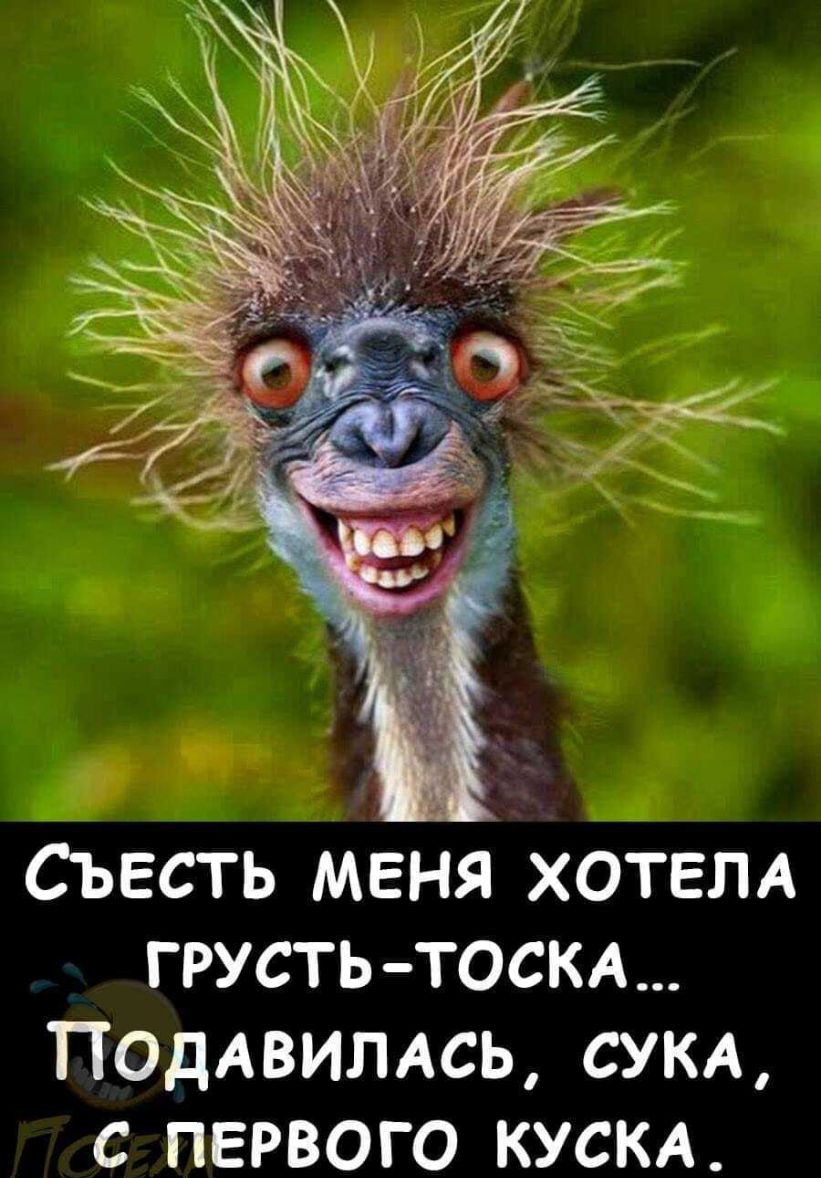 Съесть меня ХОТЕЛА грусть тоста Подмимсь СУКА с первого КУСКА