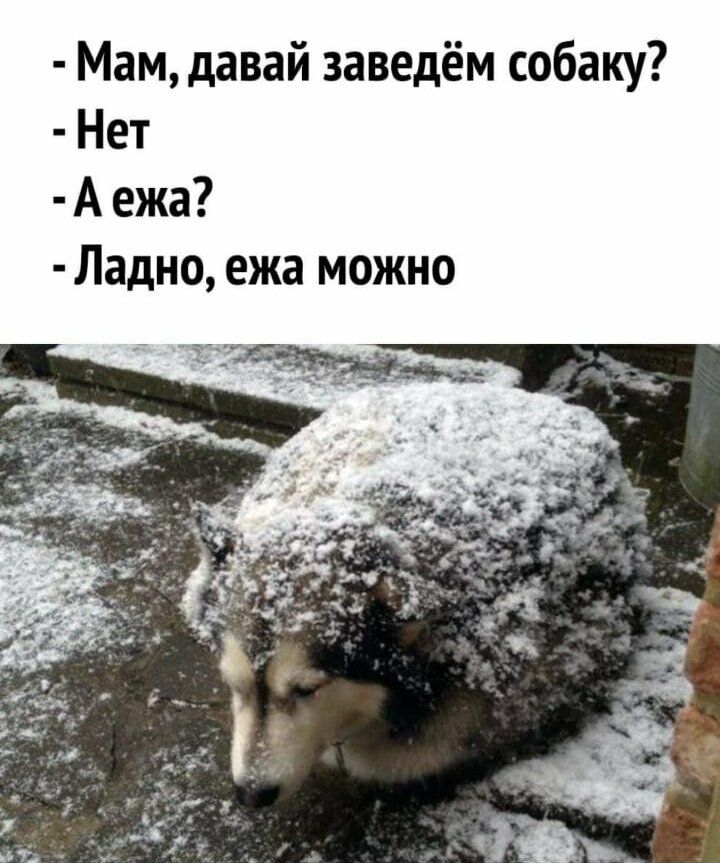 Мам давай заведём собаку Нет А ежа Ладно ежа можно