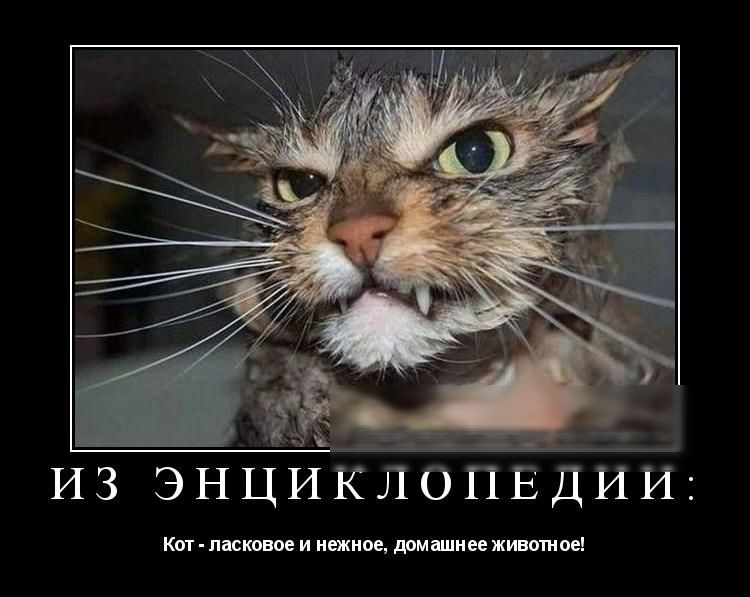 ЁЗЩ ъ _ из ЭНЦИКЛОПЕДИИ Квт ласковое и нежное домашнее животное