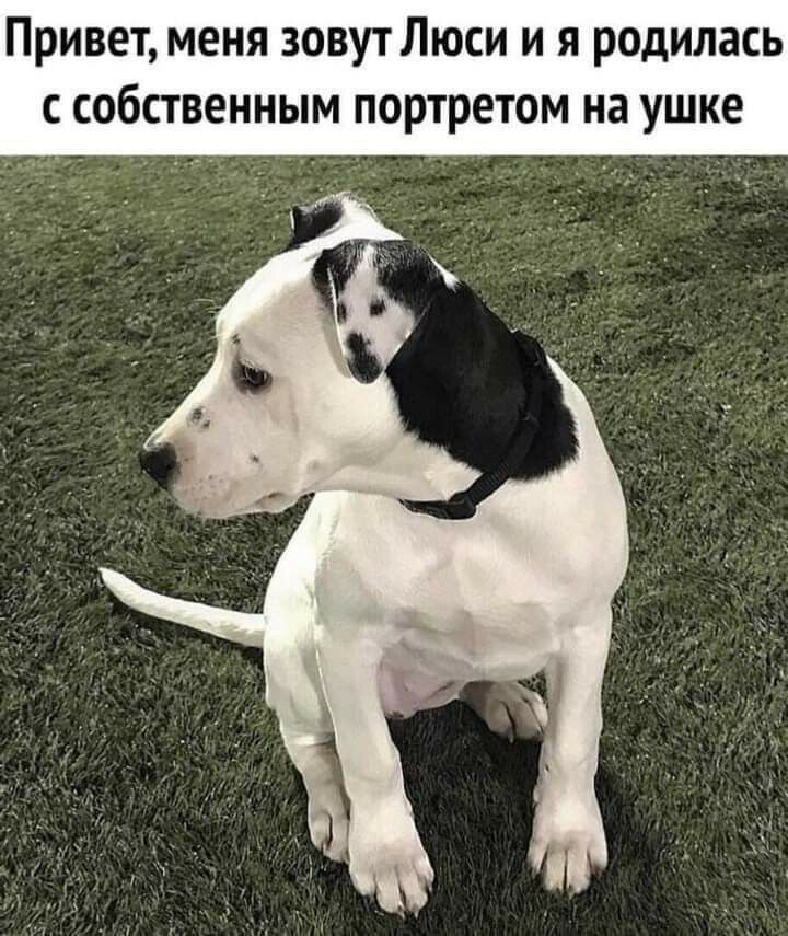 Привет меня зовут Люси и я родилась собственным портретом на ушке