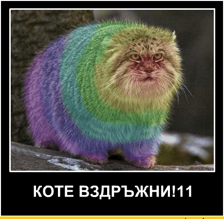 вы КОТЕ ВЗДРЪЖНИИ 1