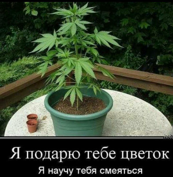 Я псдарю тебе цветок Я научу тебя смеяться
