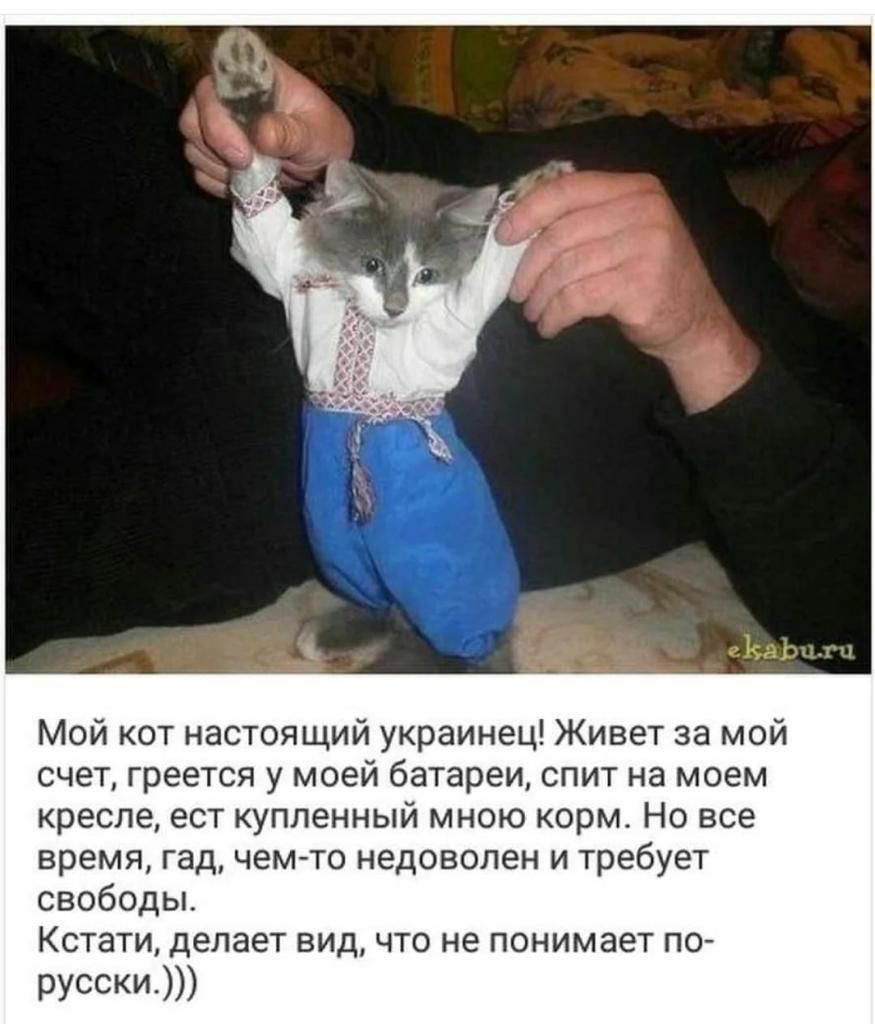 гЗЬЦжЦ Мой кот настоящий украинец Живет за мой счет греется у моей батареи спит на моем кресле ест купленный мною корм Но все время гад чем то недоволен и требует свободы Кстати делает вид что не понимает по русски