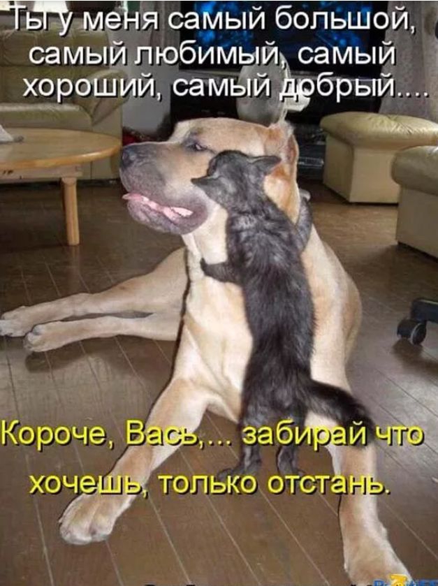 Пдмедя саМый большой самый любимый самый