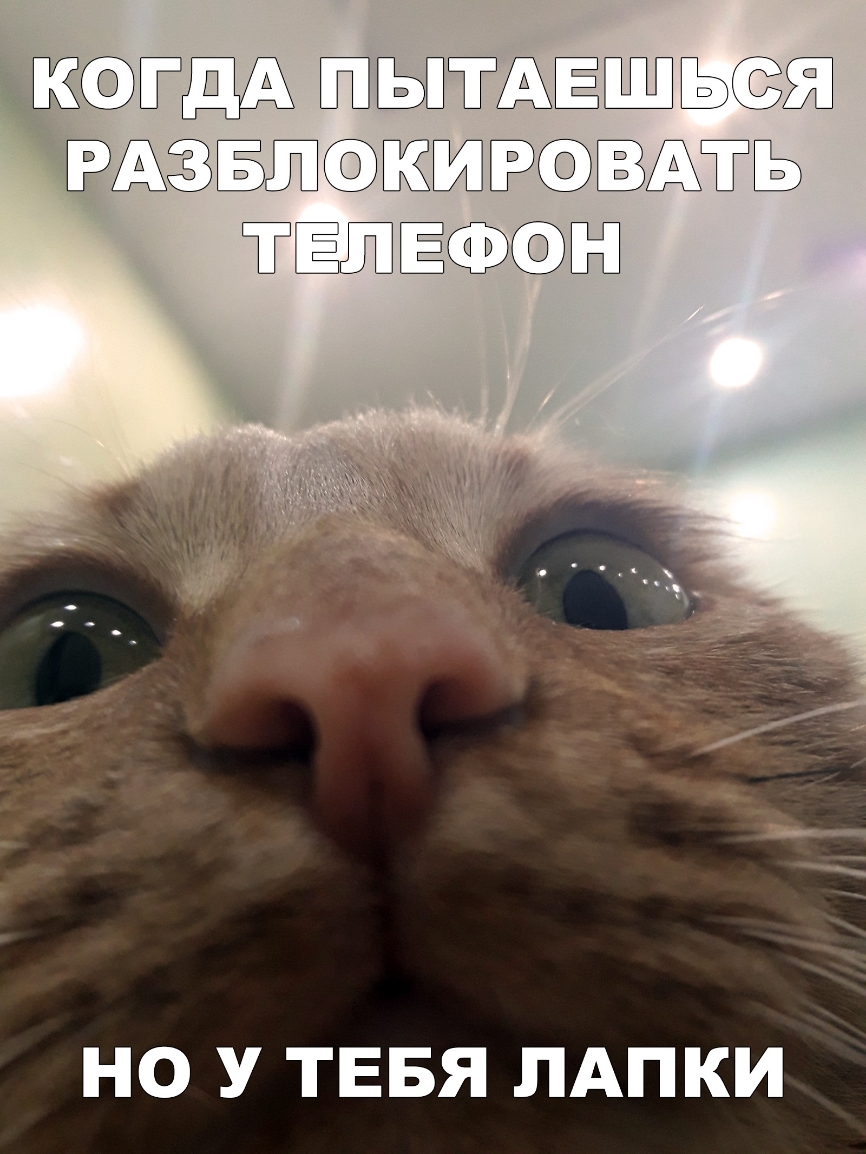 Разблокируй кот. Коты мемы. Кот с камерой. Смешные коты близко к камере. Кот Мем.