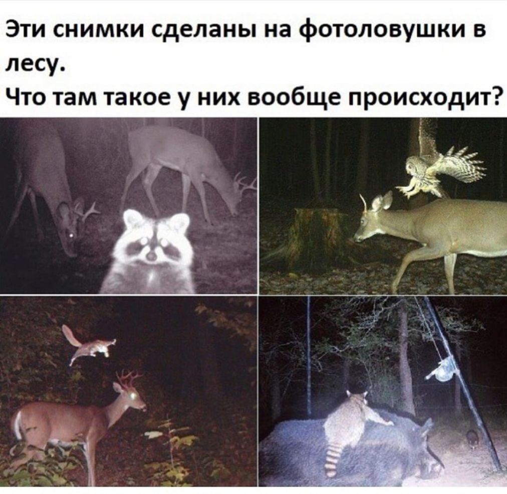 Эти снимки сделаны на фотоловушки в лесу Что там такое у них вообще происходит