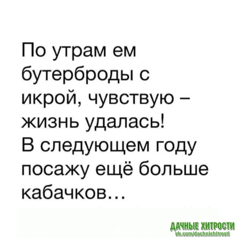 По утрам ем бутерброды с икрой чувствую жизнь удалась В следующем году посажу ещё больше кабачков шт нищим