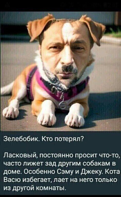 Зелебобикк. Кто потерял? Ласковый, постоянно просит что-то, часто лизжет зад другим собакам в доме. Особенно Сему и Джеку. Кота Васо избегает, лает на него только из другой комнаты.