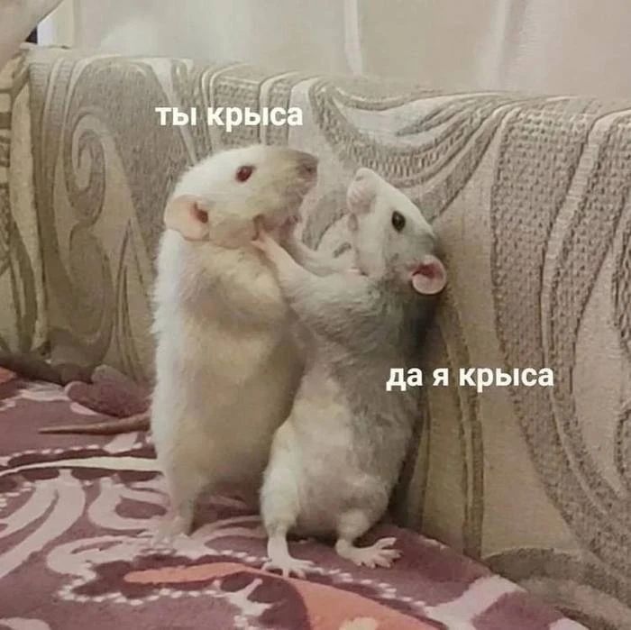ты крыса да я крыса