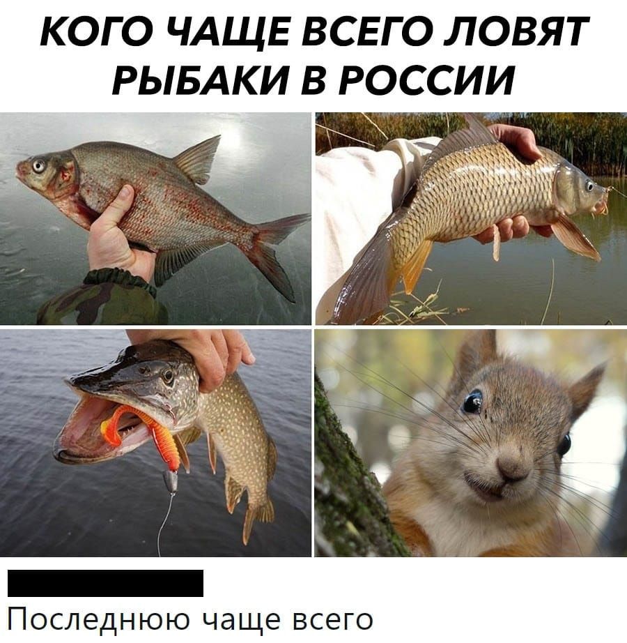 КОГО ЧАЩЕ ВСЕГО ЛОВЯТ Последнюю чаще всего