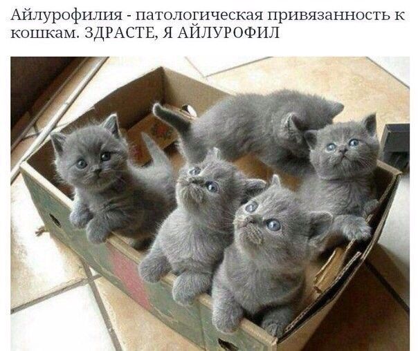 Айлурофилия патологическая привязан кошкам ЗДРА ТЕ Я А ЛУРОФИЛ