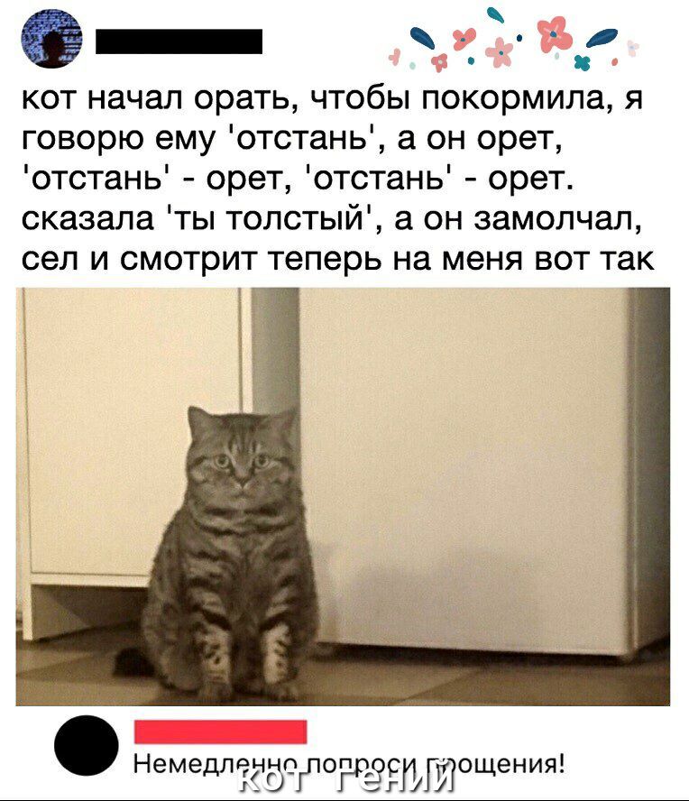 _ 8 кот начал орать чтобы покормила я говорю ему отстань а он орет отстань орет отстань орет сказала ты толстый а он замолчал сел И СМОТРИТ Теперь на меня ВОТ так НемедлрччоГпоіпрасЮГЙощения Г Г 0
