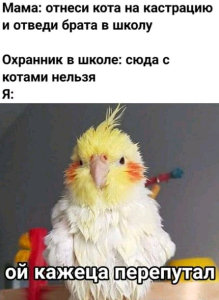 Мама отнеси кота на кастрацию и отведи брата в школу Охранник в школе сюда с котами нельзя ой дажеца перепутал хг