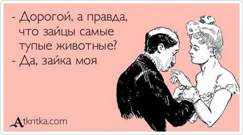 Дорогой а правда что зайцы самые тупые животные Аа зайка моя АТКПтКасот