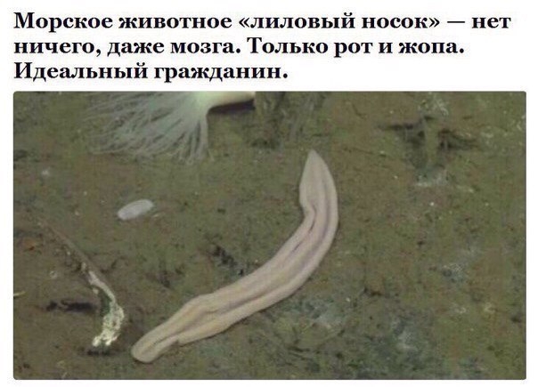 Морское животное лиловый носок нет ничего даже мозга Только рот и жопа Идеальный гражданин