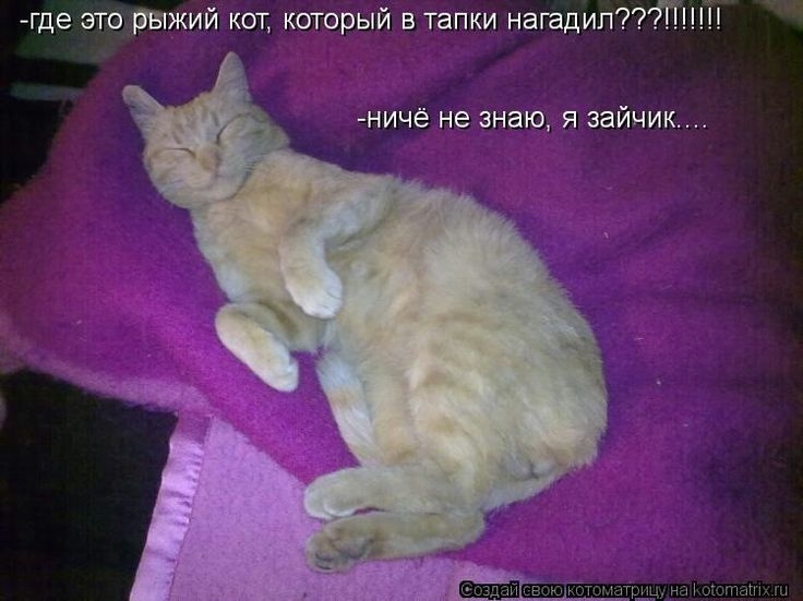 где это рыжий кот который в тапки нагадилП НИЧё не знаю Я ЗЕЙЧИК
