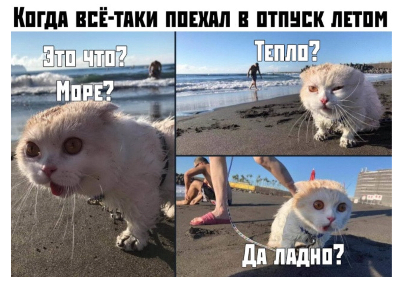 КШМ ВЕЕТМШЛПЕШ В ПТПНЕК ЛПП