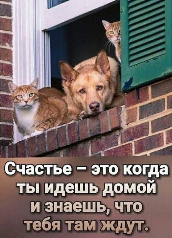 _ СЧастье это когда ты идешь домой и знаешь что ждут
