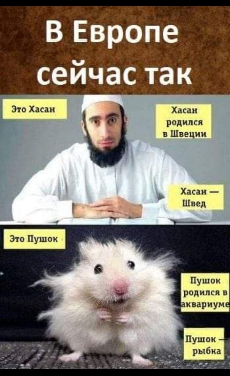 В Европе сейчастак Хасан родился в Швеции родился в квариум