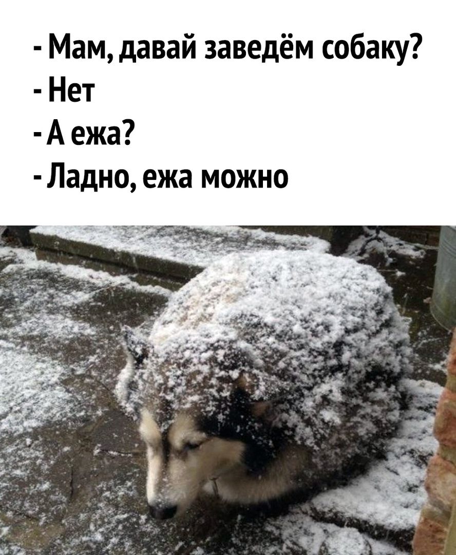 Мам давай заведём собаку Нет А ежа Ладно ежа можно