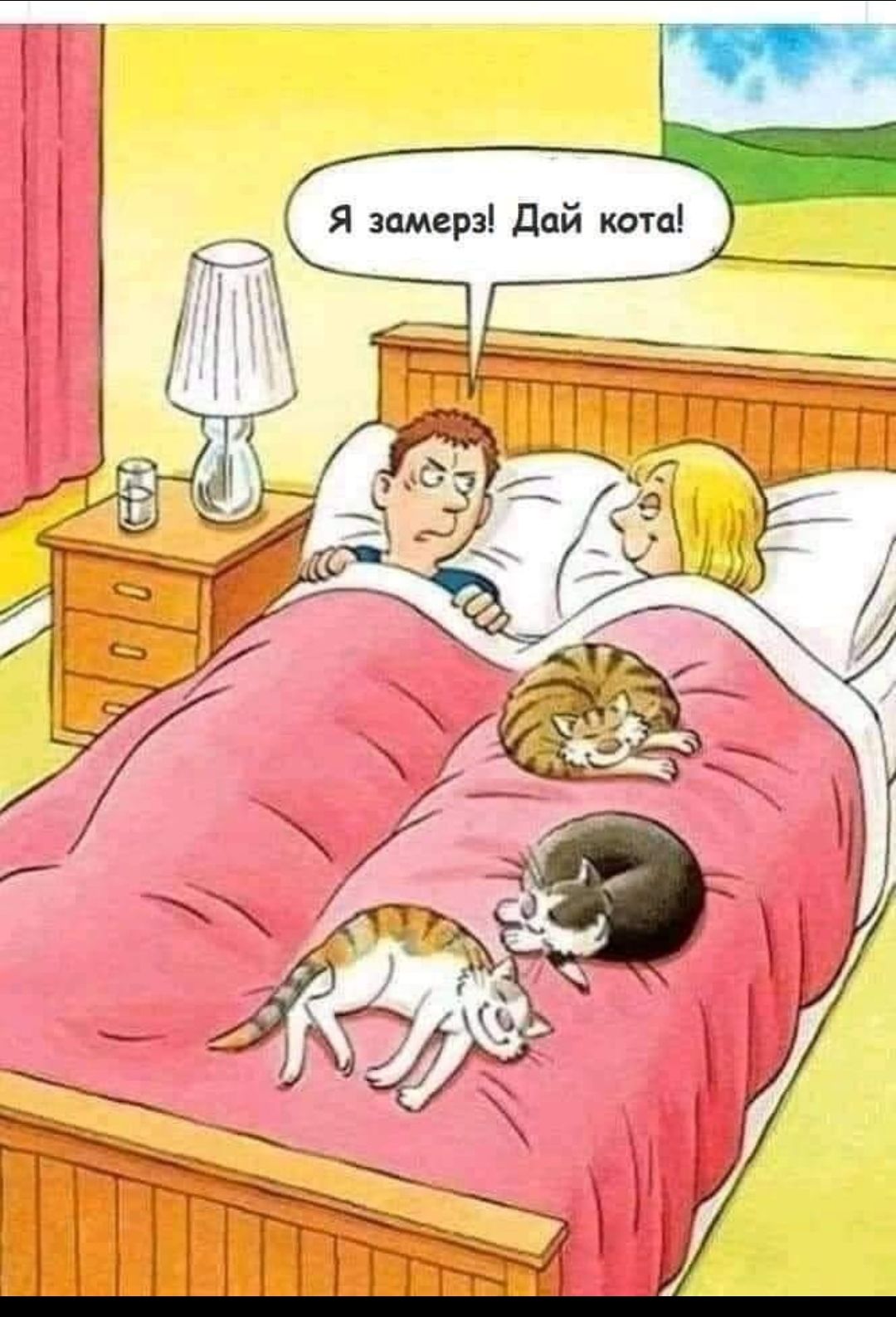 Я замерз! Дай кота!