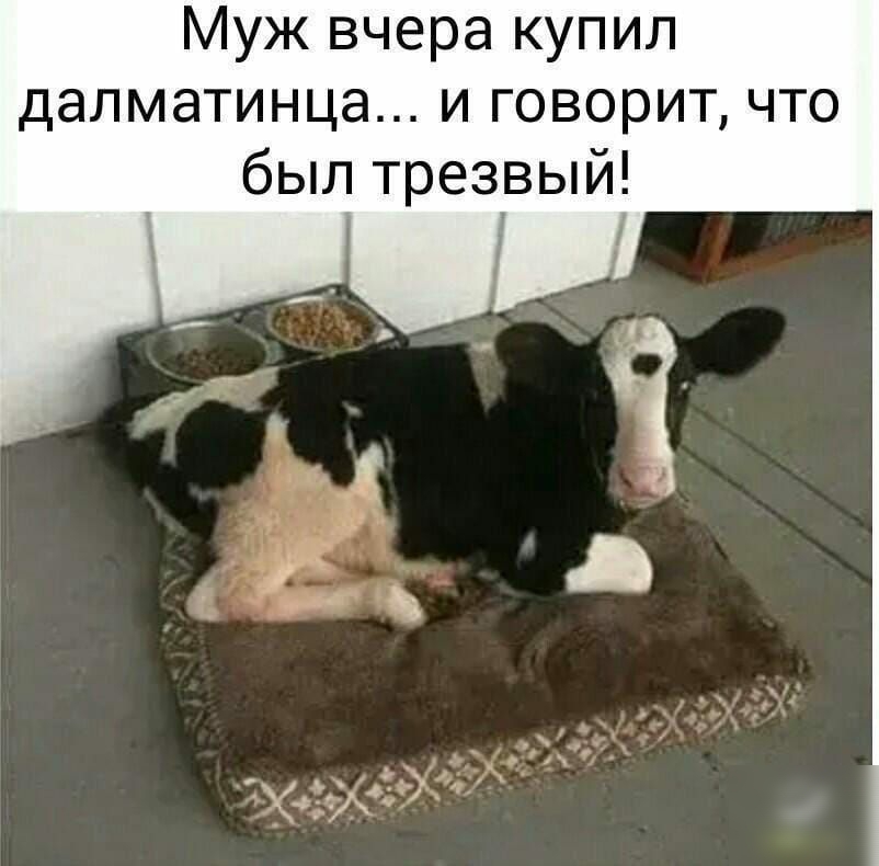 Муж вчера купил далматинца и говорит что был трезвый