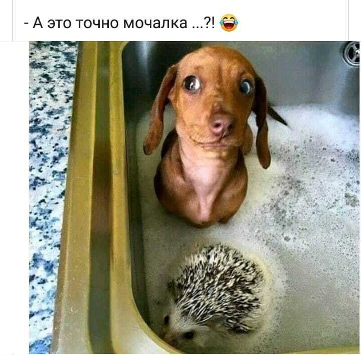 А это точно мочалка