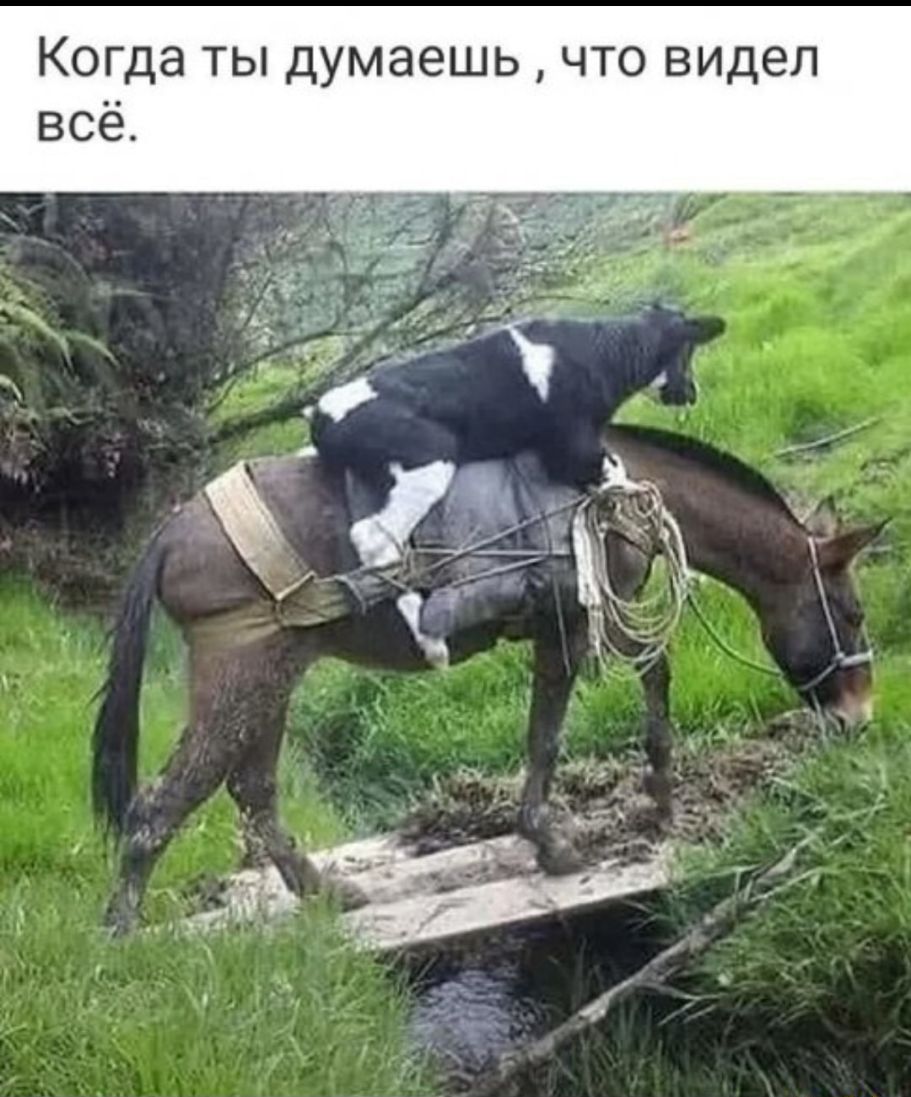 Когда ты думаешь что видел