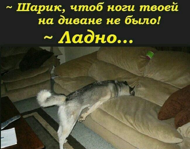 Шарик чтоб шаги тацией на Зизи эе не бэшэ Ааёги