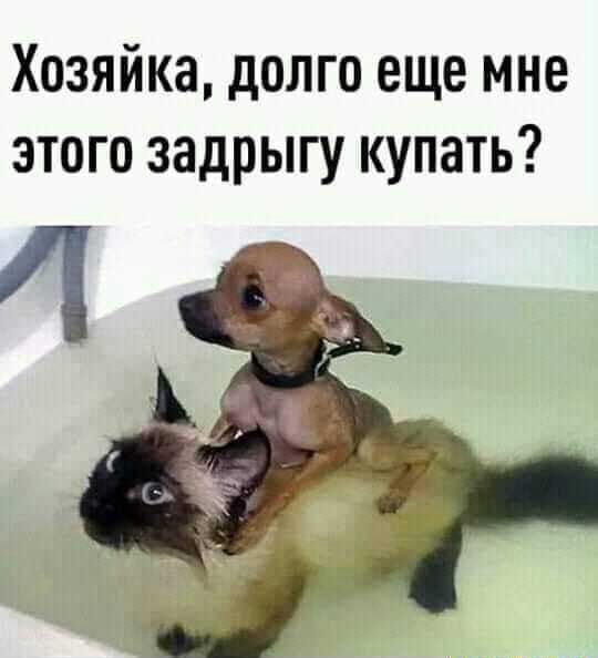 Хозяйка долго еще мне этого задрыгу купать