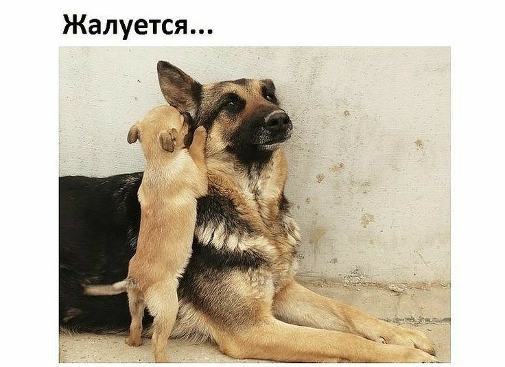 Жалуется