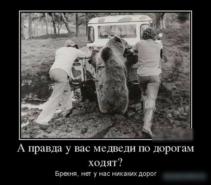 А правда у вас медведи по дорогам ходят Брехня нет у нас никаких дорог