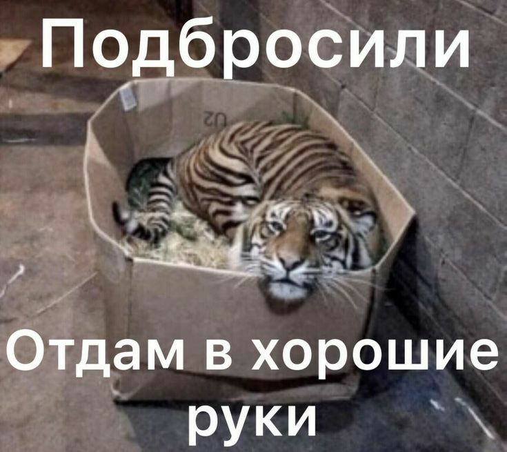 Падёррсили к _ Т 376 Тб і Отдам в хорошие руки