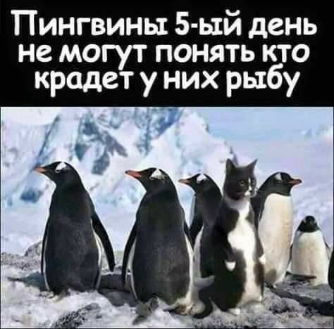 Пингвины 5 ьхй день не могут понять кто крадет у них рыбу