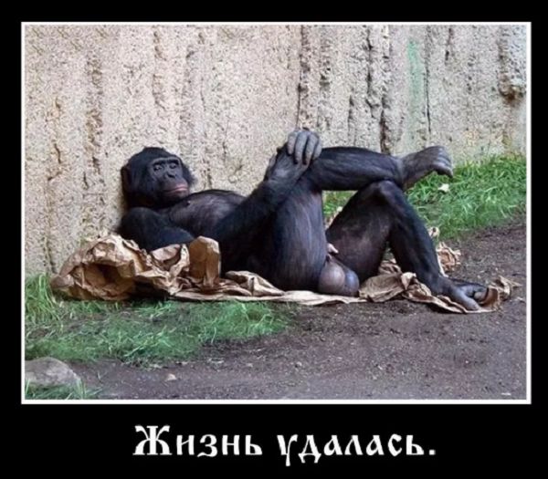 Жизнь дмась