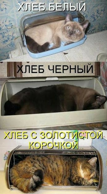 ЙЕБ ЧЕРНЫЙ