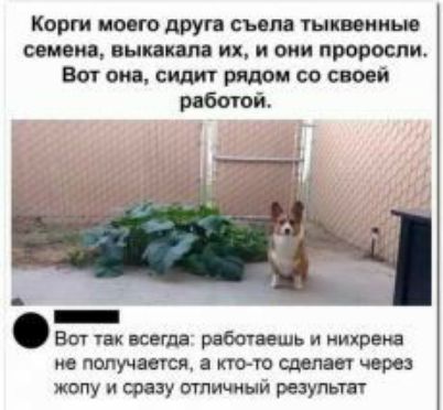 Корти моего друг сым тыквины щем выпила их и они проросли Вит опа СИДИТ Со своей рдбагой _ Ват тк кегля рабочи иль и нихреиа ио получается а кто то сделает черз жопу и сразу пятничный реэупьтпт