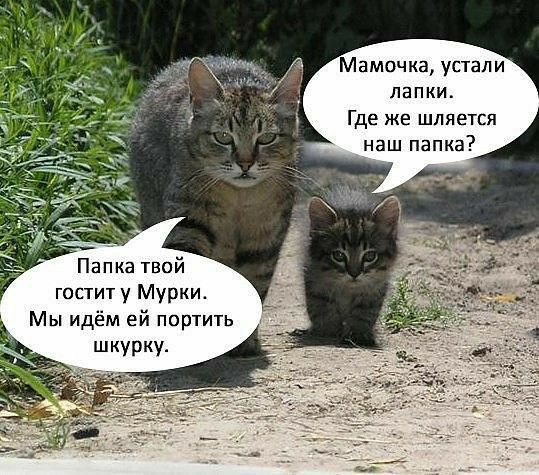 Папка твой гостит у Мурки Мы идём ей портить шкурку лапки Где же шляется наш папка