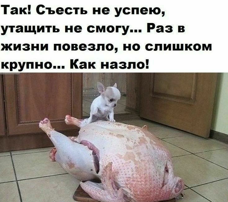 Так Съесть не успею утащить не смогу Раз в жизни повезло но слишком крупно Как назло