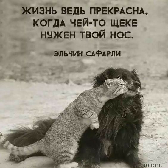 ЖИЗНЬ ВЕДЬ ПРЕКРАСНА КОГДА ЧЕЙ ТО ЩЕКЕ ННЖЕН ТВОЙ НОС ЭЛЬЧИН САФАРЛИ