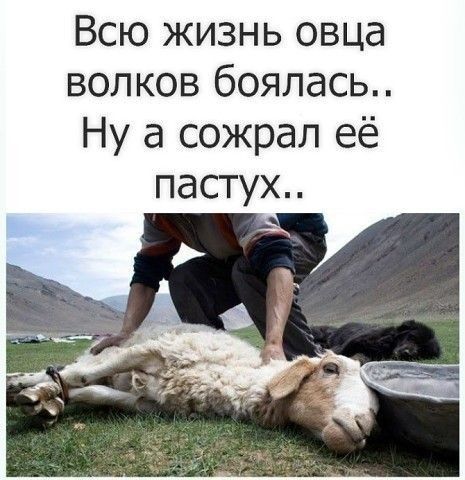 Всю жизнь овца волков боялась Ну а сожрал её пастух