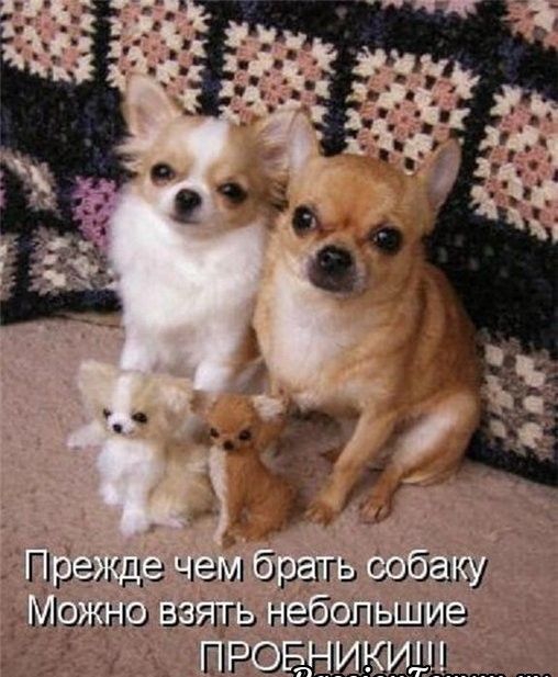 Г 1 режде чем бргггь собаку Можно взять небольшие предании