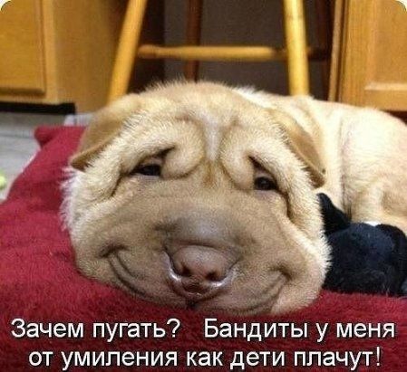 Зачем пугать7 Бандиты у меня от умиления как дети плачут