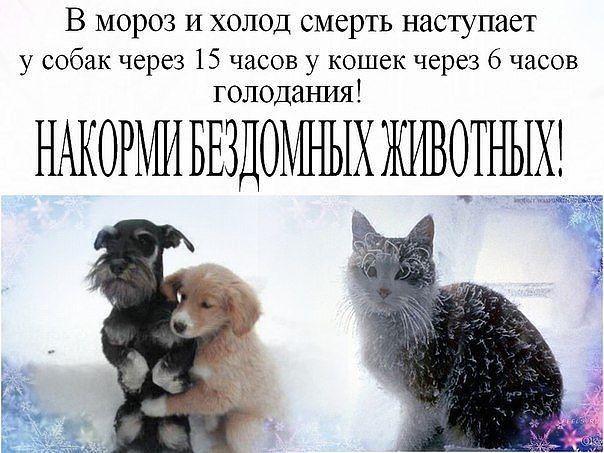 В МОРОЗ И ХОЛОД СМСРТЬ НИСТУПЗСТ у собак через 15 часов у кошек через 6 часов голодаъшя НАКОРМШБЕЗДОЫХ ЖИВОТНЫХ Ё