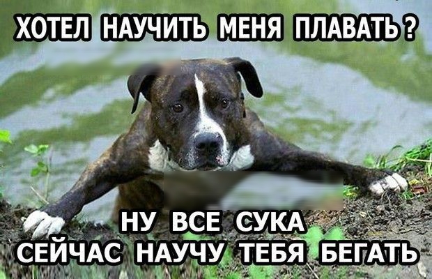 НАУЧИТЬ плдвдтьіг дм
