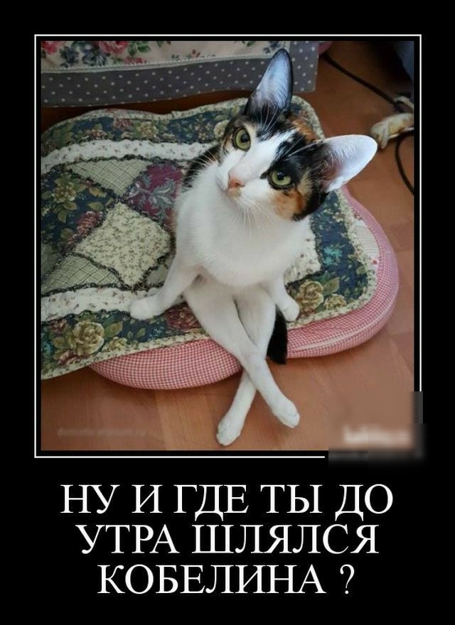 НУ И ГДЕ ты ДО УТРА шлялся КОБЕЛИНА