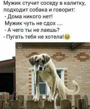 Мужик стучит соседу в калитку подходит собака и говорит Дома никого нет Мужик чуть не сдох А чего ты не даешь Пугать тебя не хотела